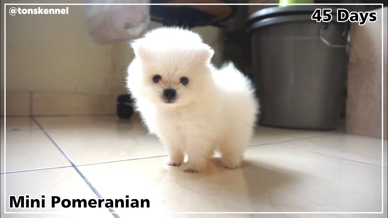 How 45 Days Pomeranian Puppy Looks Like | Axel The Mini Pomeranian Dog