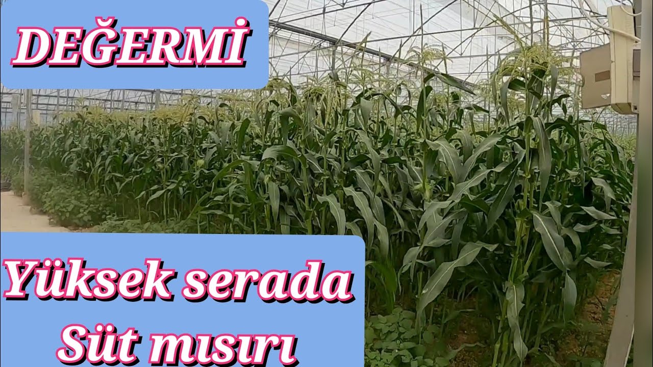süt mısırı 60. gün hasad yaklaşıyor
