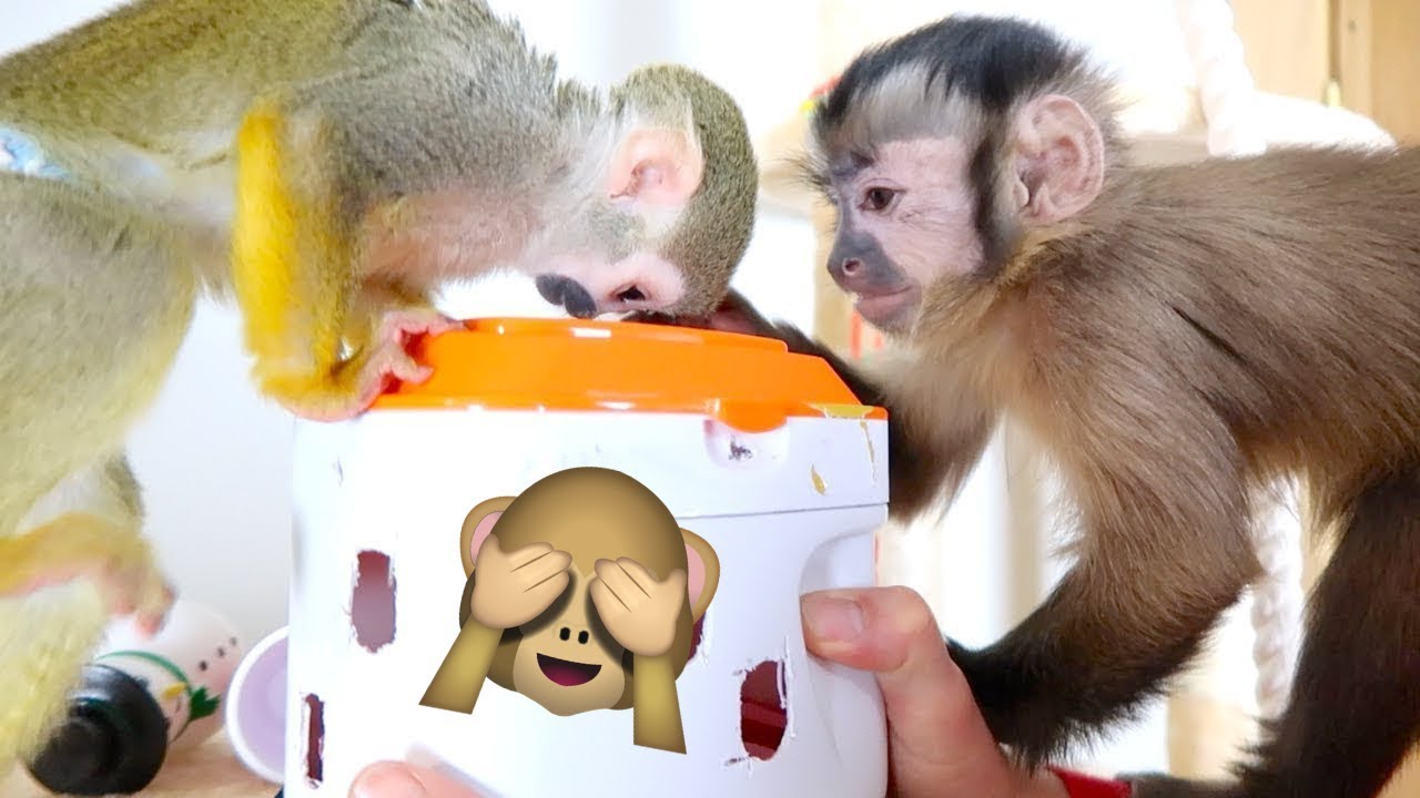 Baby Monkeys Celebrate Their First Year of Life! (COMPILATION)