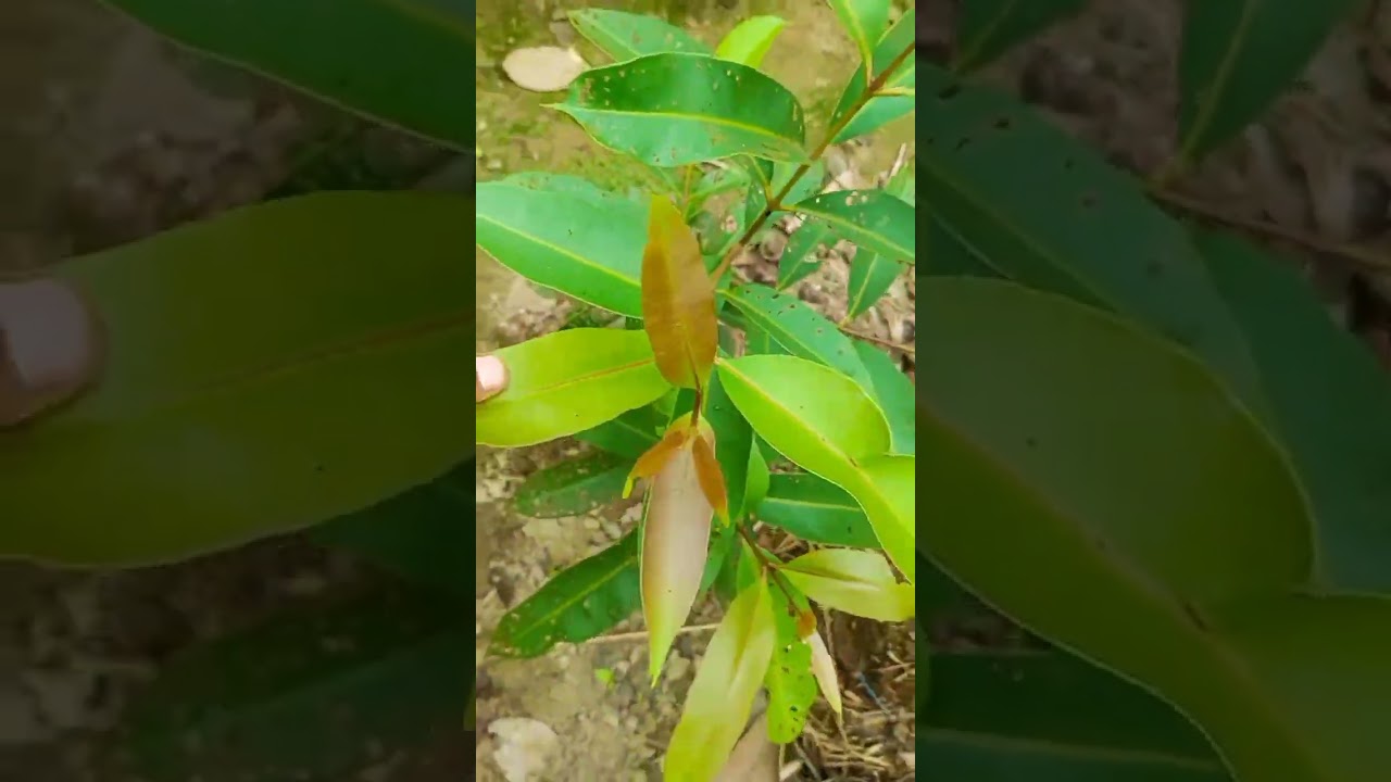 how to Jamun tree grafting 