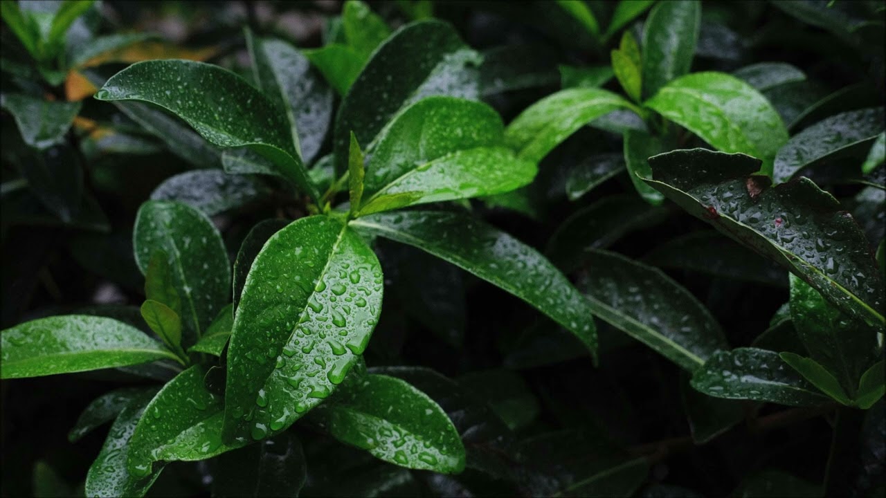 Forest Rain (1 HOUR)