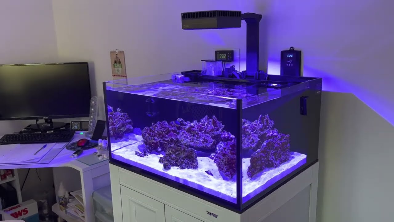 INNOVATIVE MARINE Lagoon 25 and Frag tank updates week 5. Red Sea Failure!