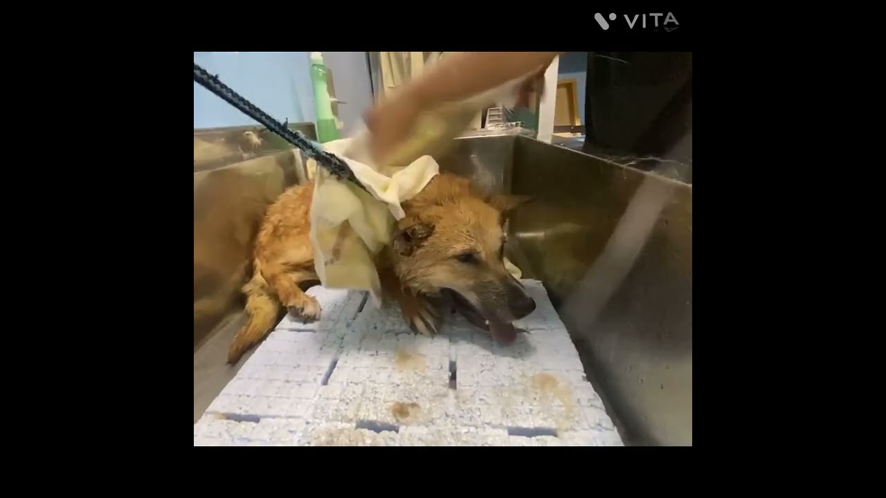 【保護犬】チップくん　初シャンプー　#ZOOねるパーク　#岡山市保健所　#岡山市　#保護犬　#野犬　#野良犬　#人馴れ訓練　#譲渡希望者募集