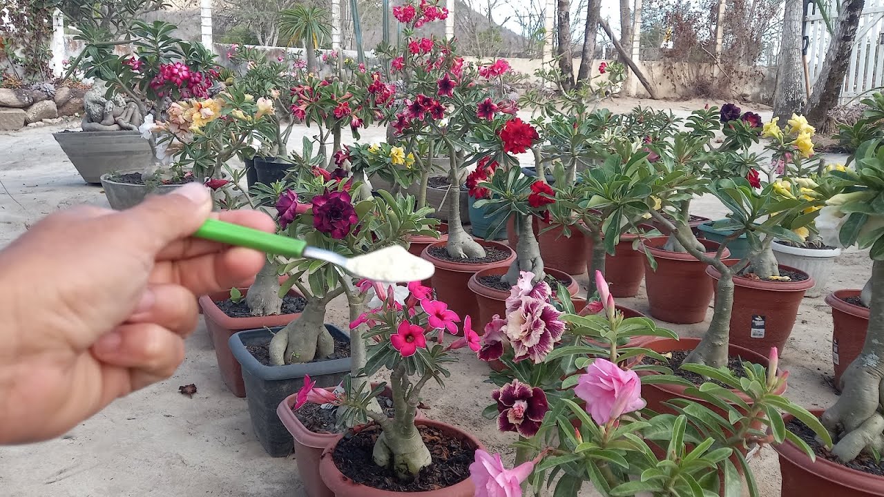 Só  uma colher desse produto pra ajudar suas rosas do deserto ficarem lindas assim 