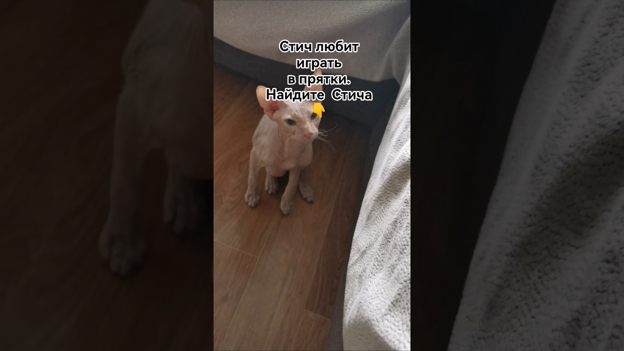 Найди меня 🐆 #catshorts #cat #сфинкс #смешныекотики #sphinx #sphynxfamily #sphynx