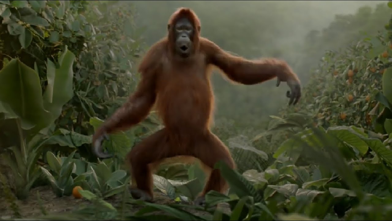 Monkey Dance - ch&uacute; khỉ nhảy theo nhạc, khỉ nhảy remix dance, khỉ ph&ecirc; cam