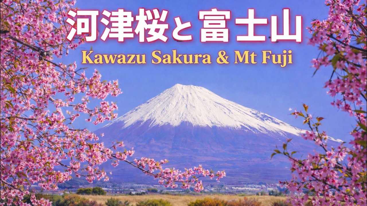 河津桜と富士山 🌸 Kawazu Sakura & Mount Fuji | Spring in Japan 4K#fuji #sakura #河津桜 