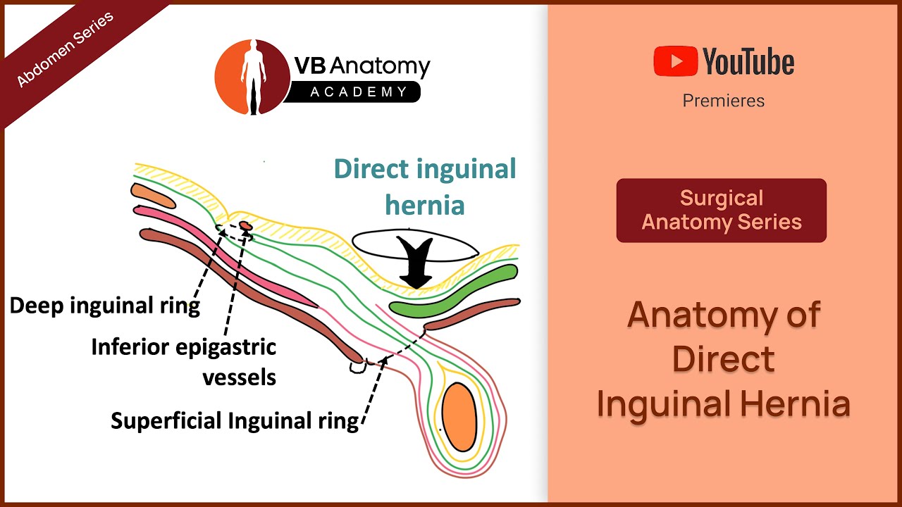 Anatomy of Direct Inguinal Hernia | Abdomen Surgical Anatomy Series