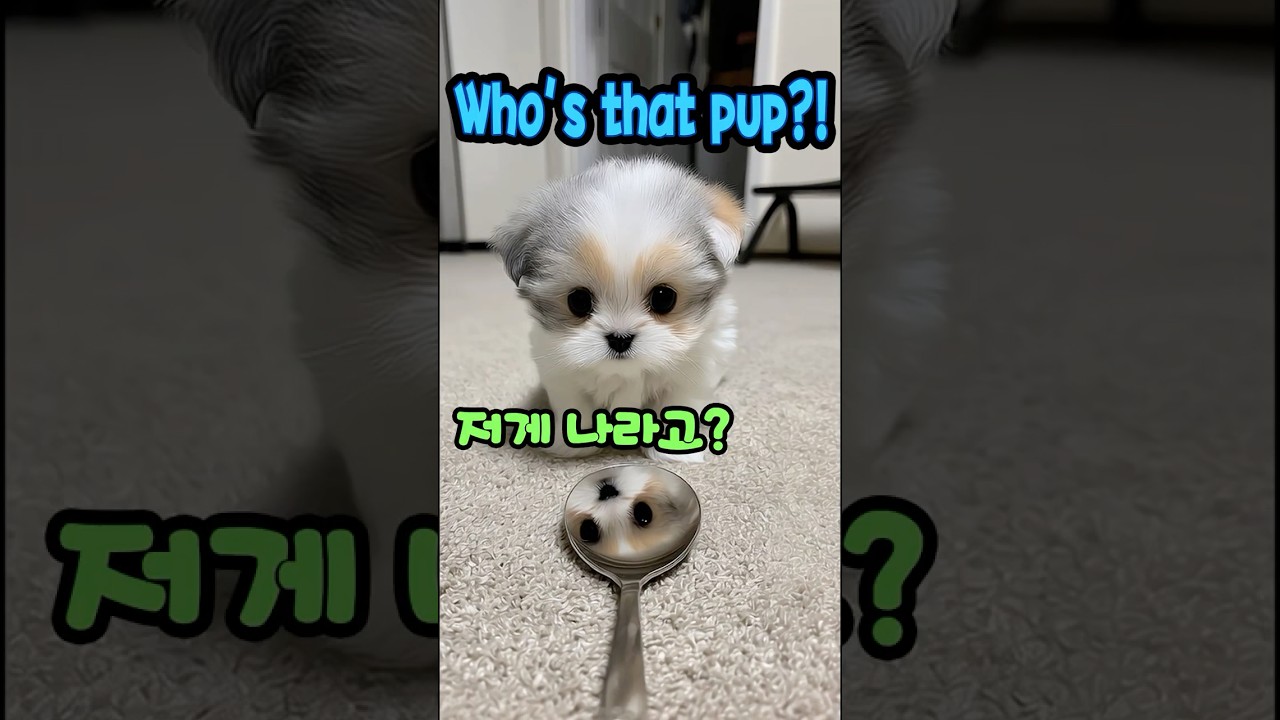 Spoon Puppy Surprise  숟가락 궁금멍