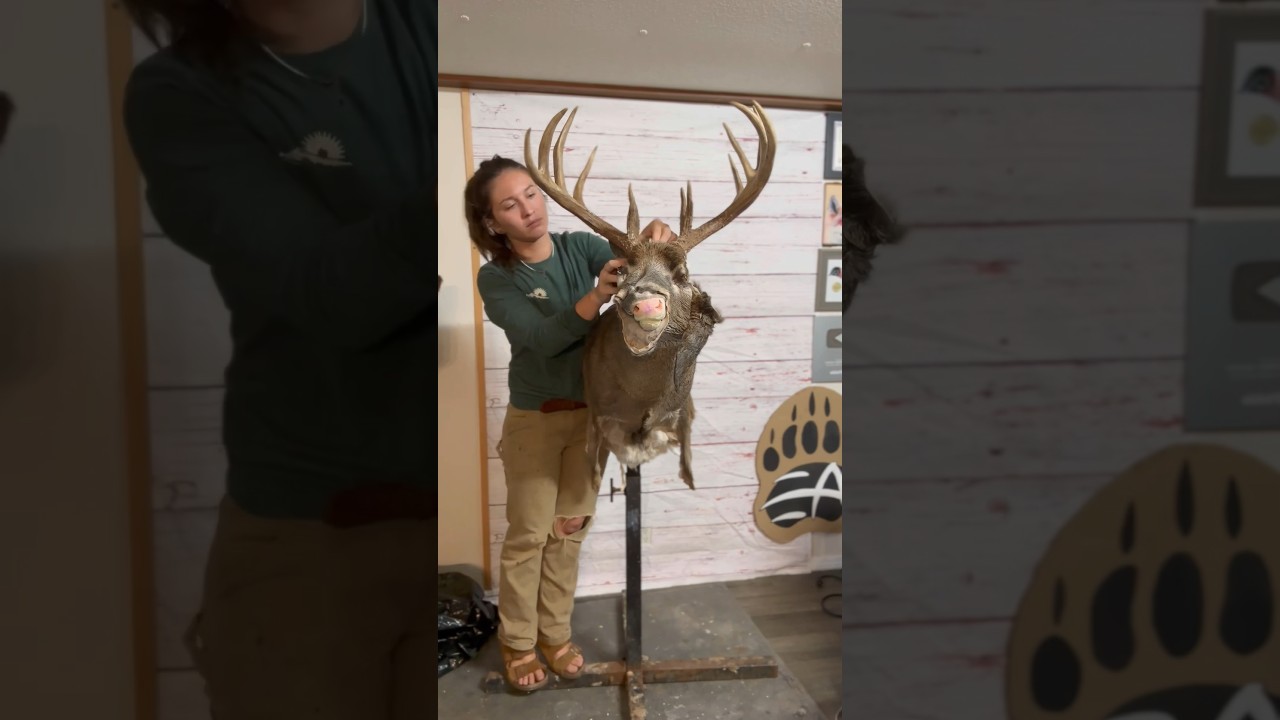 Mounting a whitetail 🦌 #taxidermy #art #animals #deer