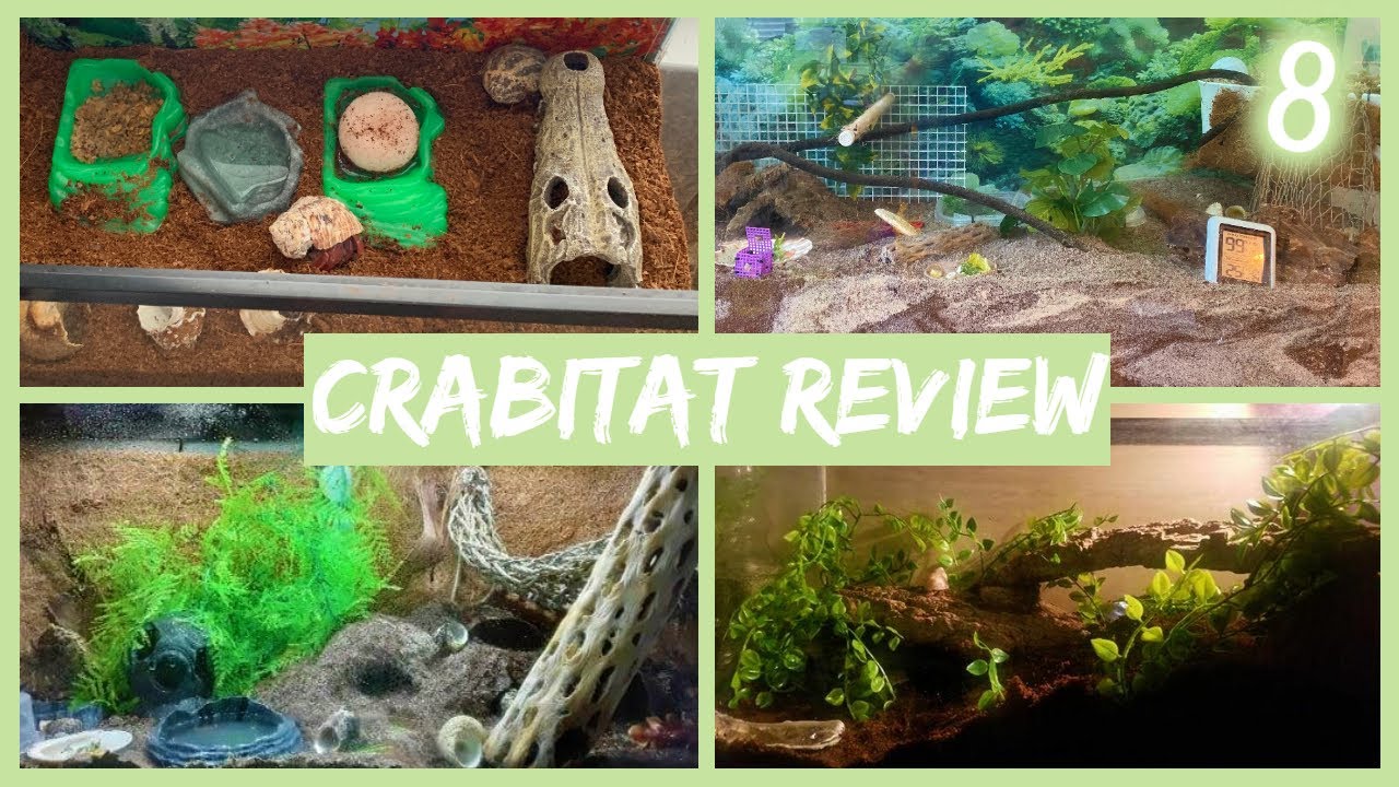 Crabitat Review Part #8
