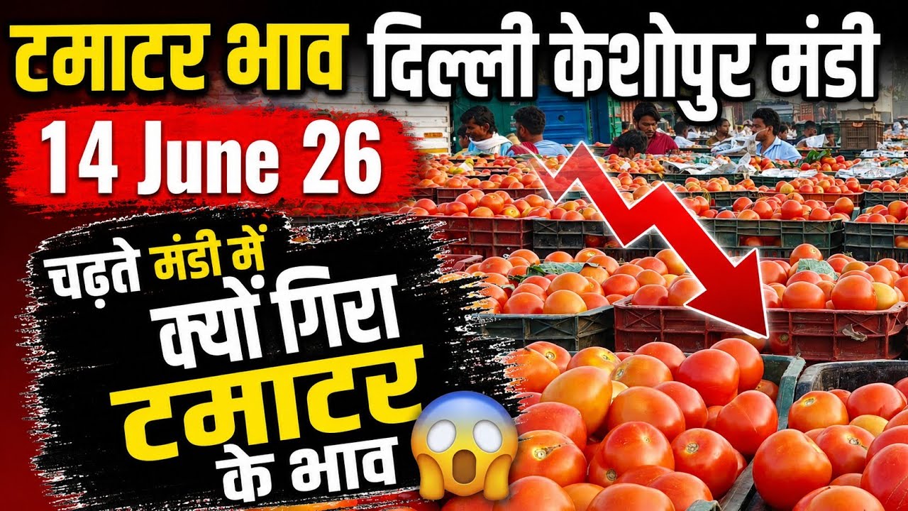 Tomato wholesale price Delhi🍅 14 June 2026 Delhi Keshopur Mandi | today tomato rate #tamatar #tomato