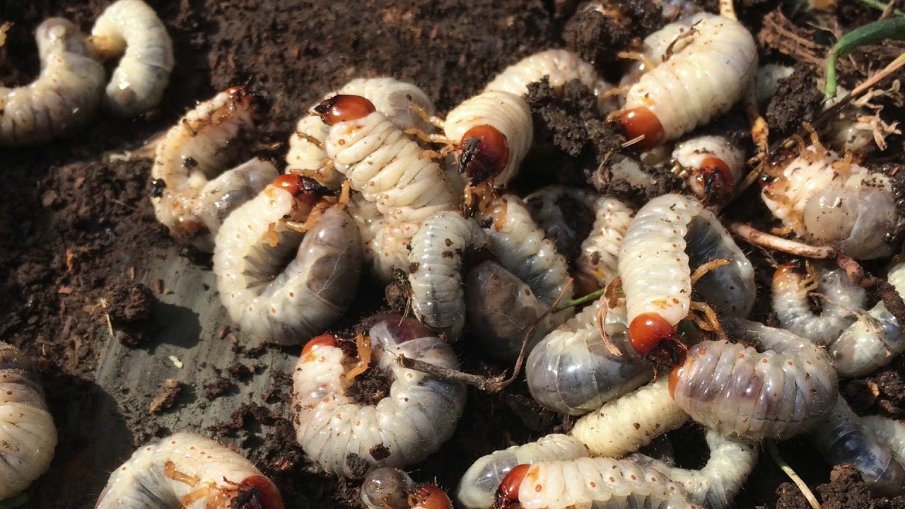 {ASMR} Maggots Worms Grubs Slime- 1 Hour 1080p HD Tingle Sounds For Sleep Relax Study (NO TALKING)