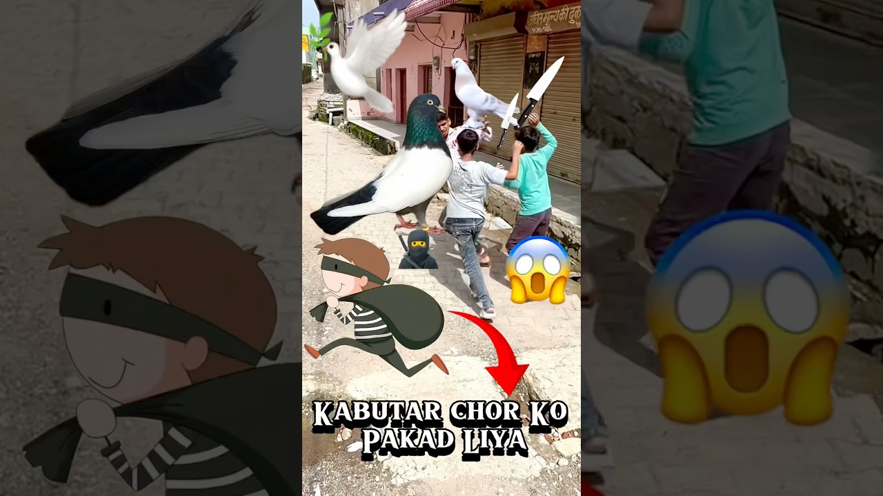 Kabutar chor ko pakad liya🕊️😱#kabutar #pets #animals #viral #pigeon #petlover #shorts #minivlog