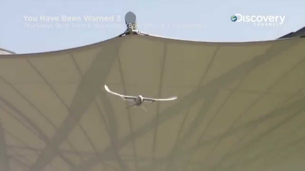 Robobird | You Have Been Warned 3