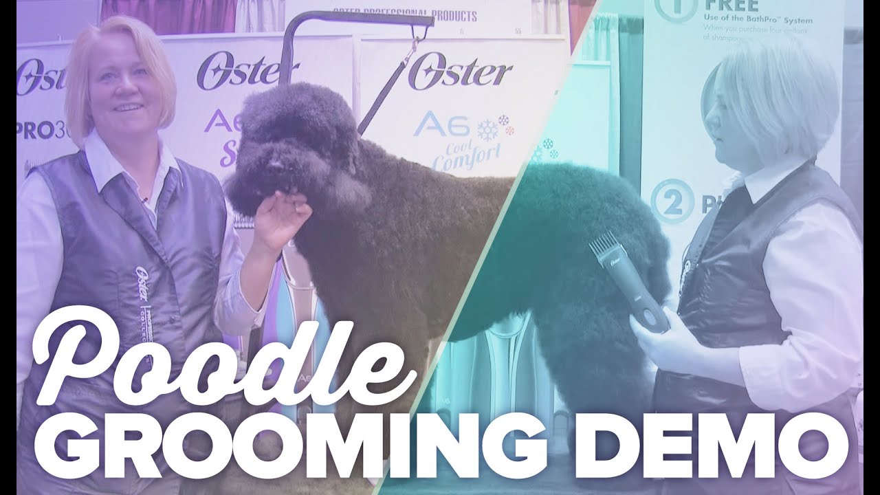 Poodle Grooming Demo with a 
