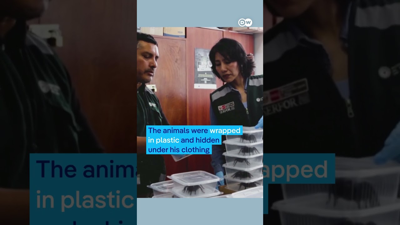 Man from South Korea caught with hundreds of insects in Peru | DW News