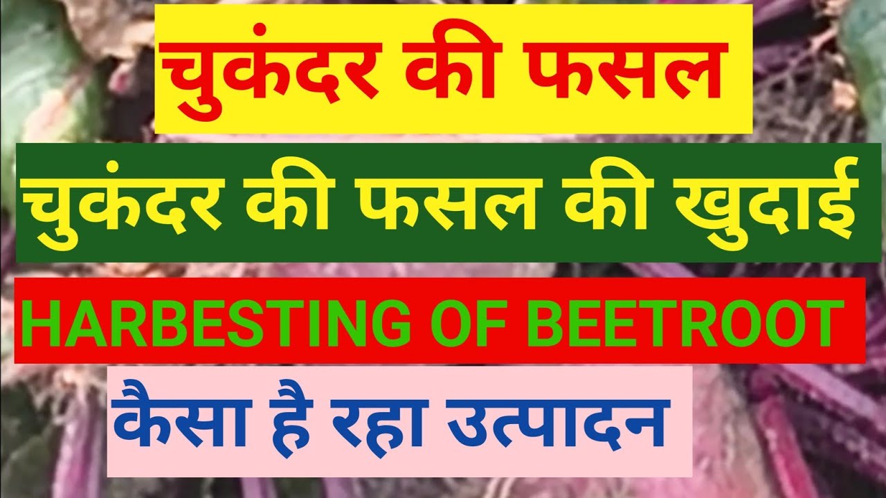 चुकंदर की फसल की खुदाई। कैसा है साइज और कैसा रहेगा उत्पादन। Harvesting of beetroot crop.