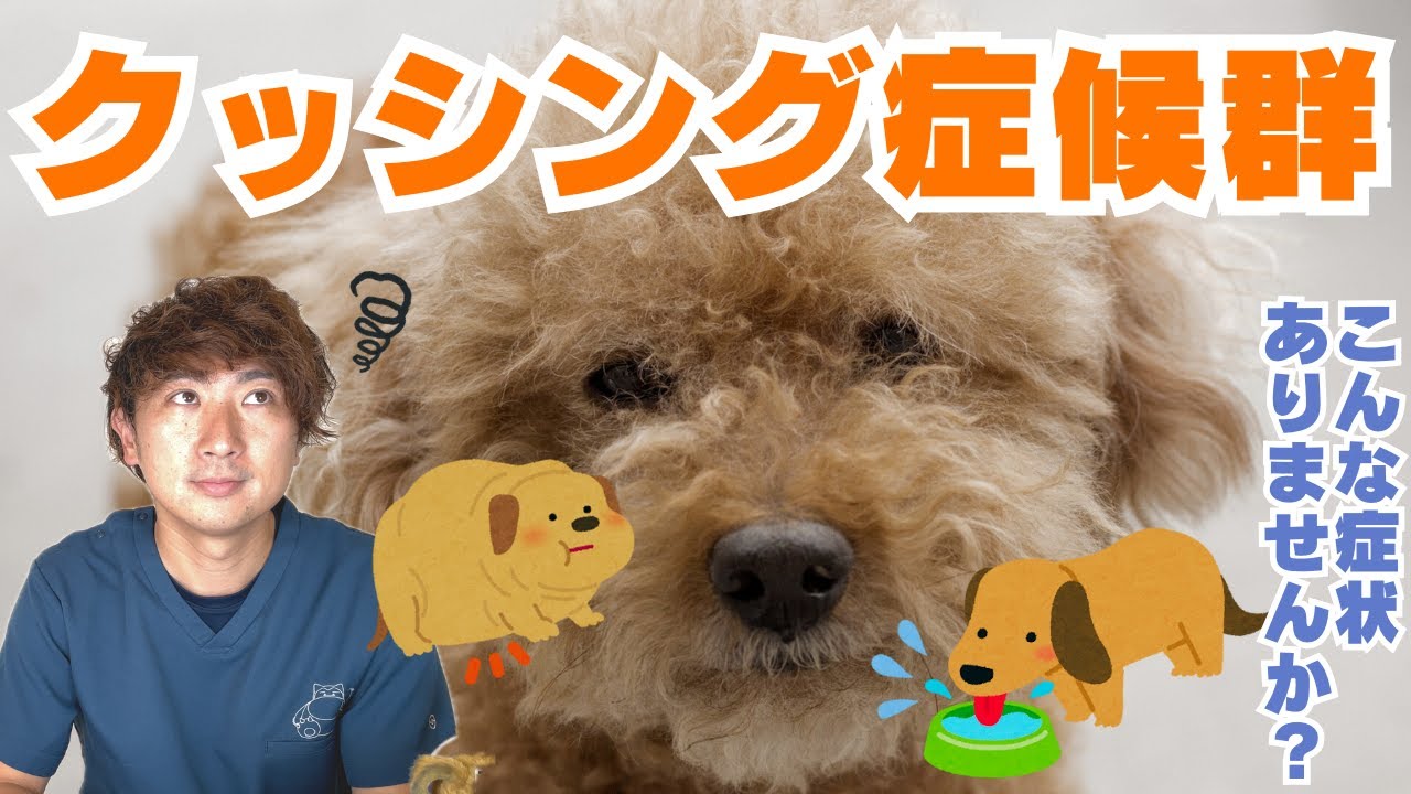【犬猫の病気】クッシング症候群って知っていますか？