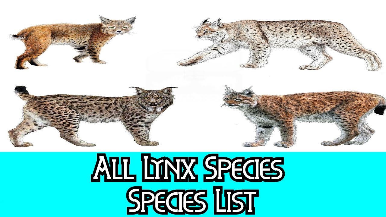 All Lynx Species - Species List