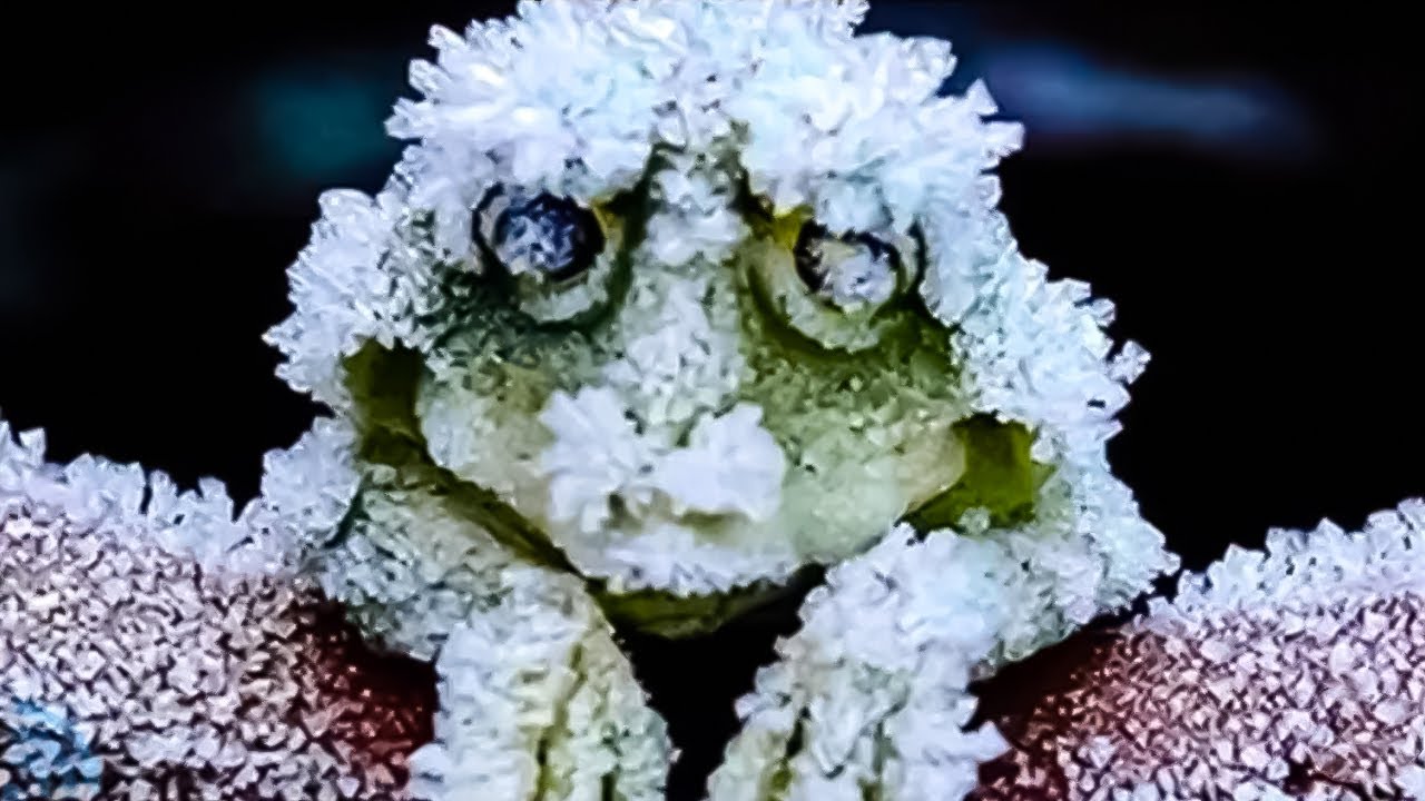 UNBELIEVABLE Things Animals Are Able To Do