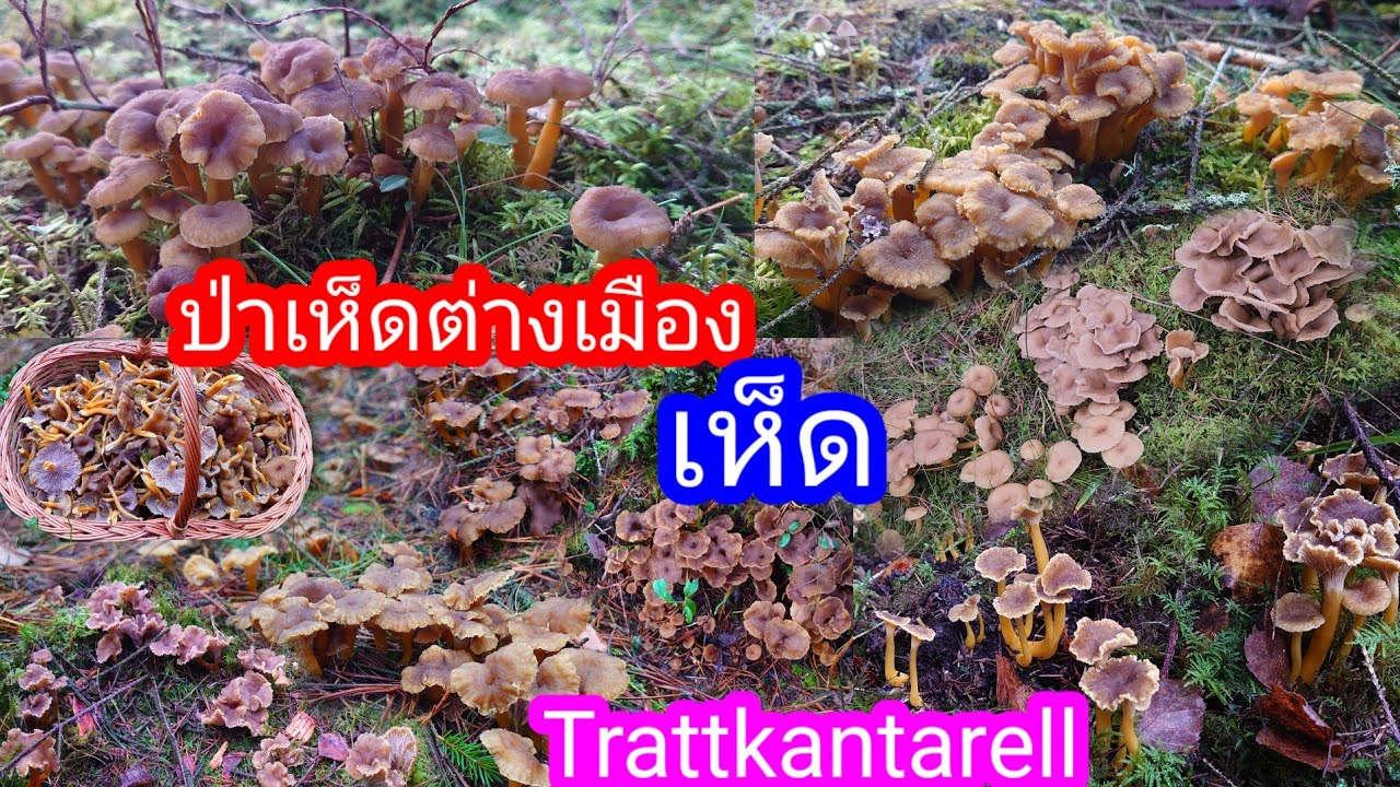 เก็บเห็ดดำขาส้มขึ้นเป็นแพเลยเก็บเพลินมาก