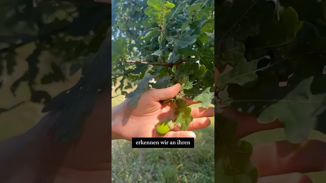Eiche: Symbol der St&auml;rke, Schatz der Natur ✨🌳