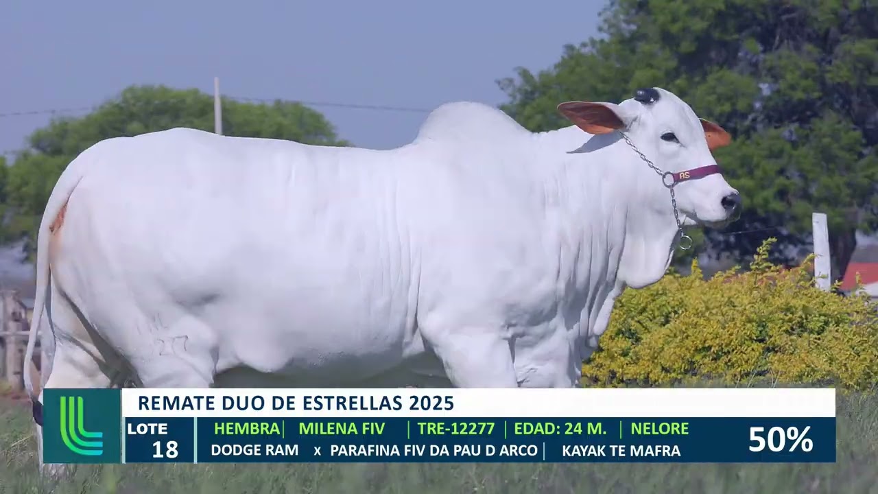 lote 18