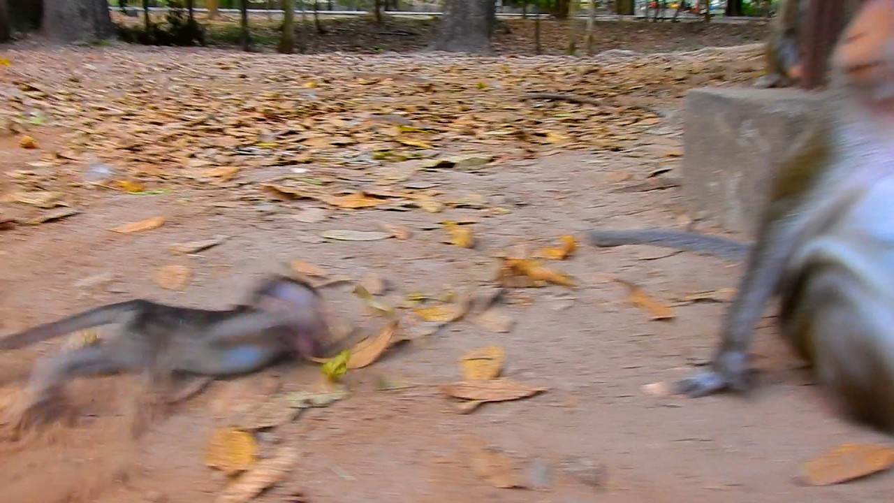This Is Not Anna's Fault! Why Amina? | @BuBuMonkeyTV