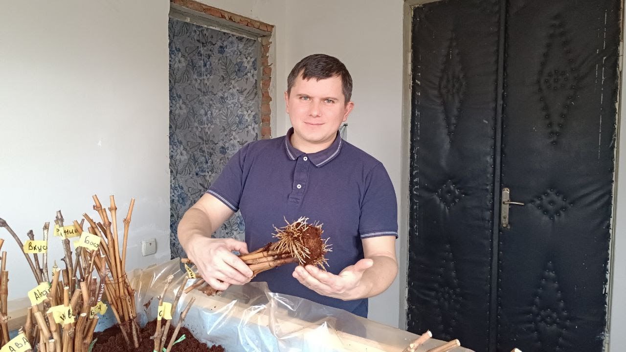 Результат 13 днів укорінення чибуків винограду. Пересадка