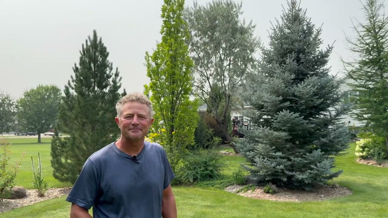 Make A Vertical Statement With Columnar Trees