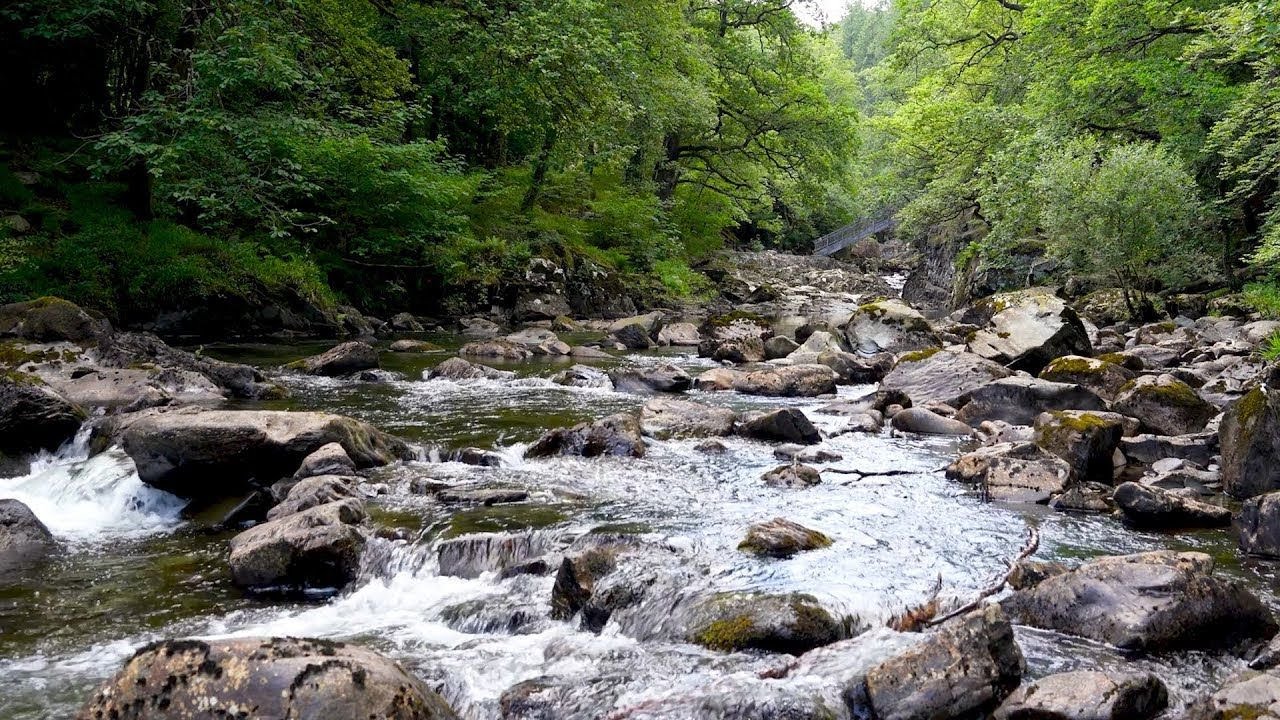 Ambient River in the Woods | ASMR Nature for Focus & Calm