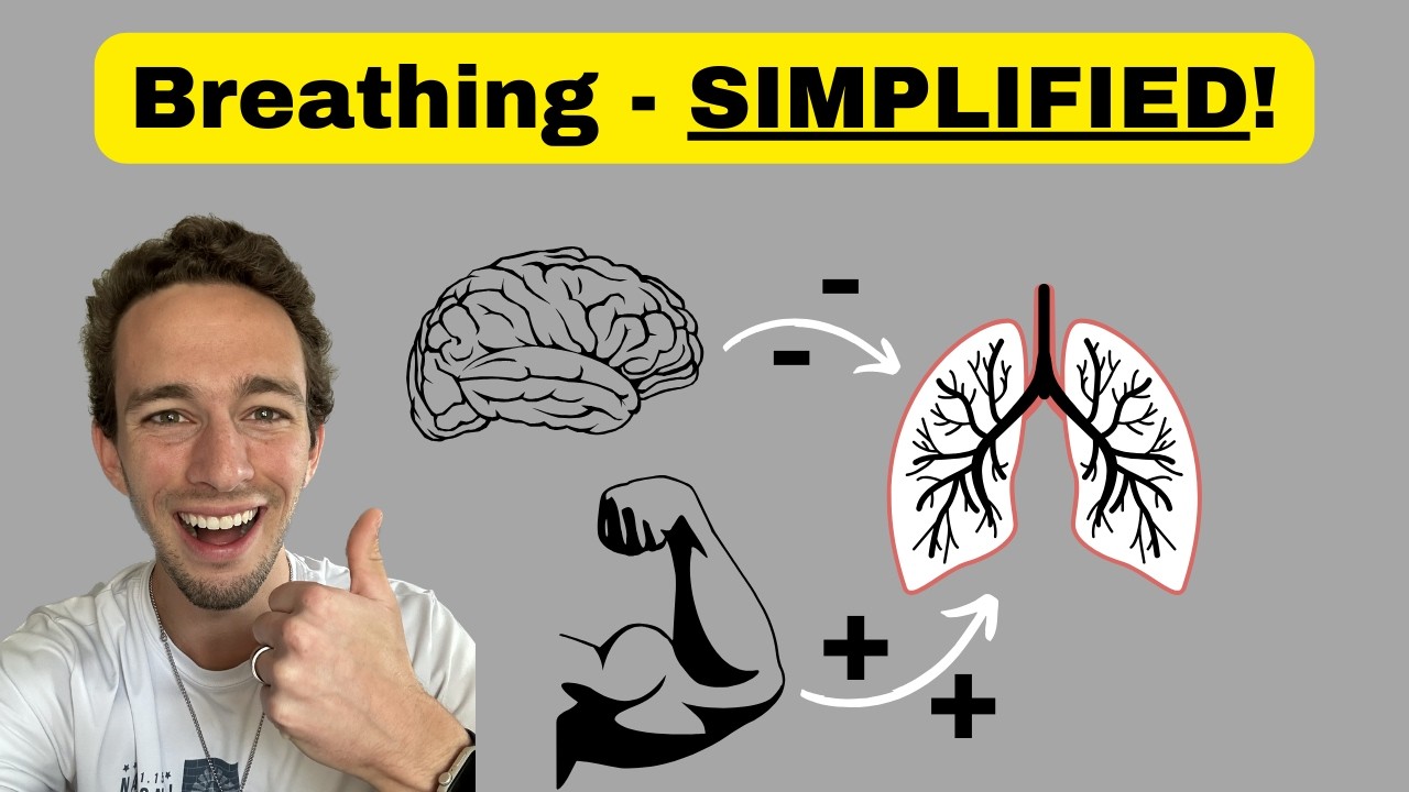 Regulation of Breathing (Ventilation Physiology) - EASY!