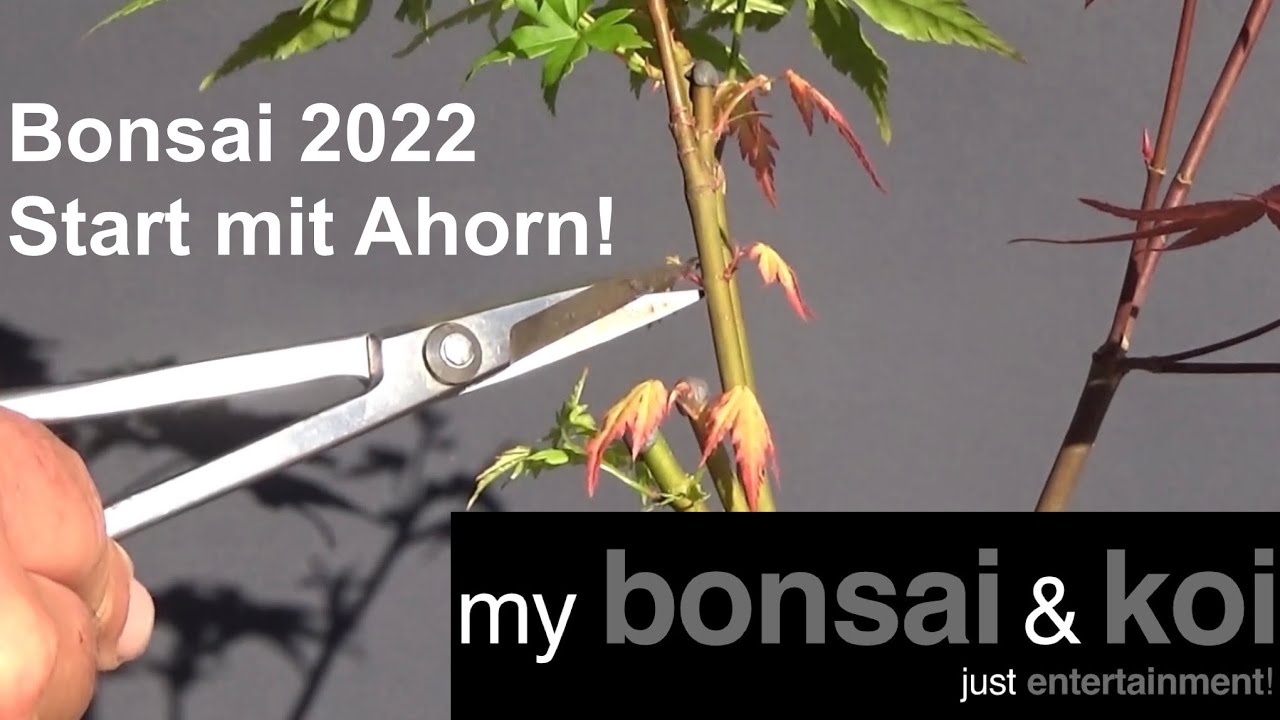 Bonsai 2022-26 -  Start mit Ahorn - kein Bonsai, aber Bäume in der Schale! - Bonsai für Anfänger