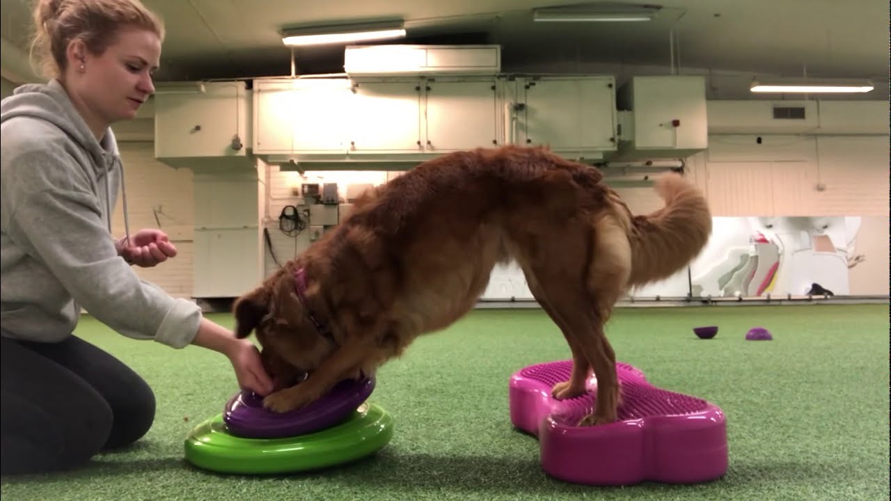 Lite balansbollsövningar för hund