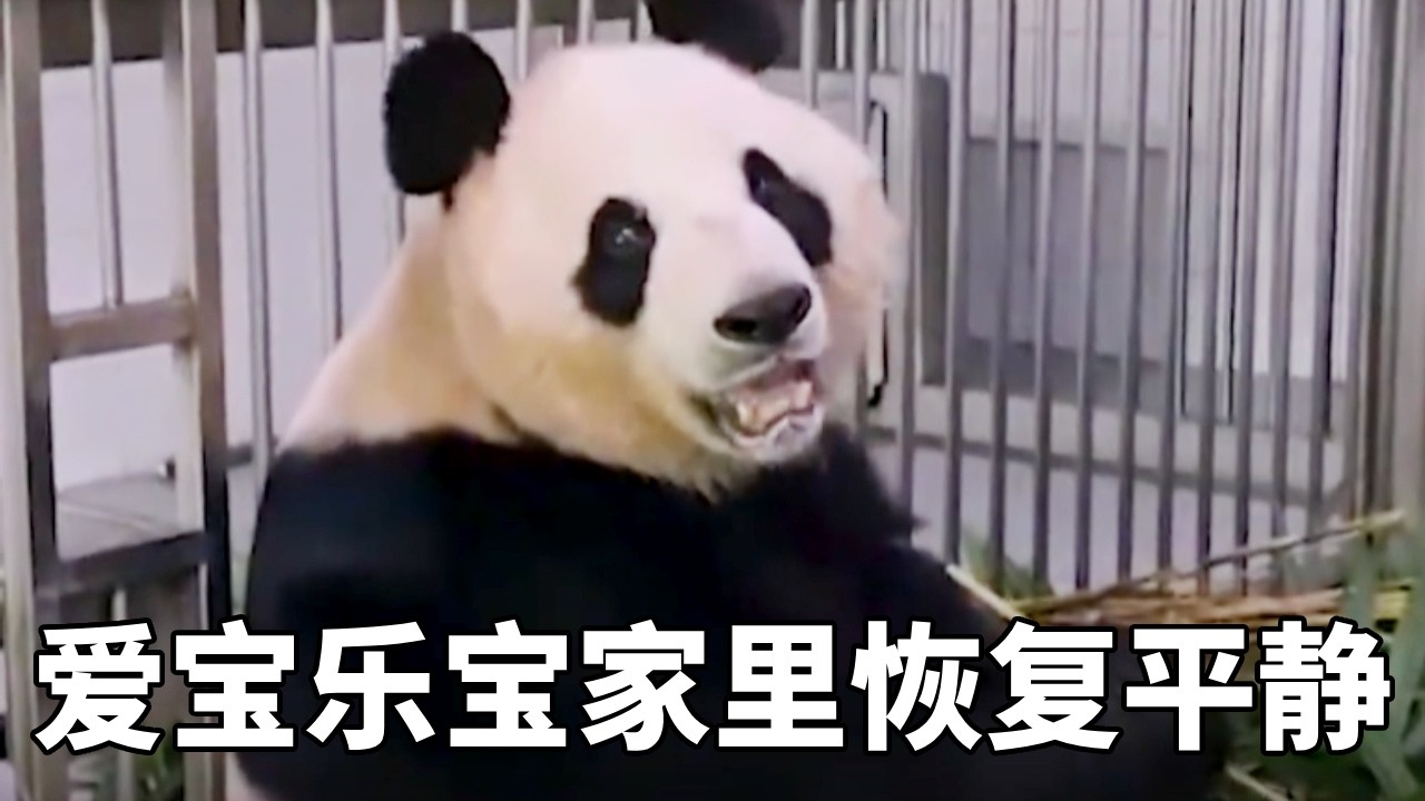 爱宝乐宝家里恢复平静，挡板重新装了起来，彼此迎来了暴风雨过后的安静！#牧场时间#熊猫#爱宝