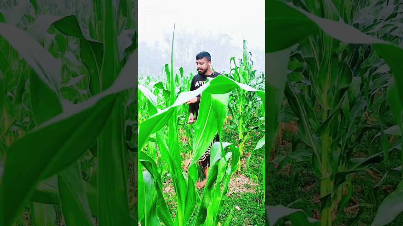 আপনি ছোট থেকেই বড় হতে হবে 