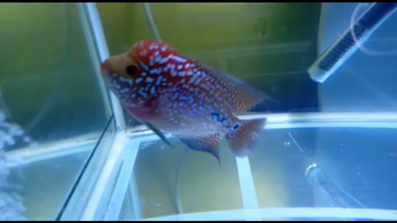 PROGRES DARI 2CM KAMFA F2 RED KING