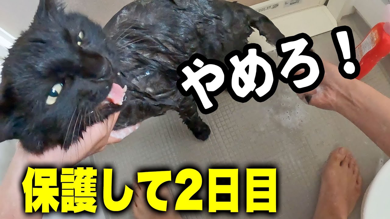 保護した猫ちゃん、初めてのお風呂でブチギレる！！