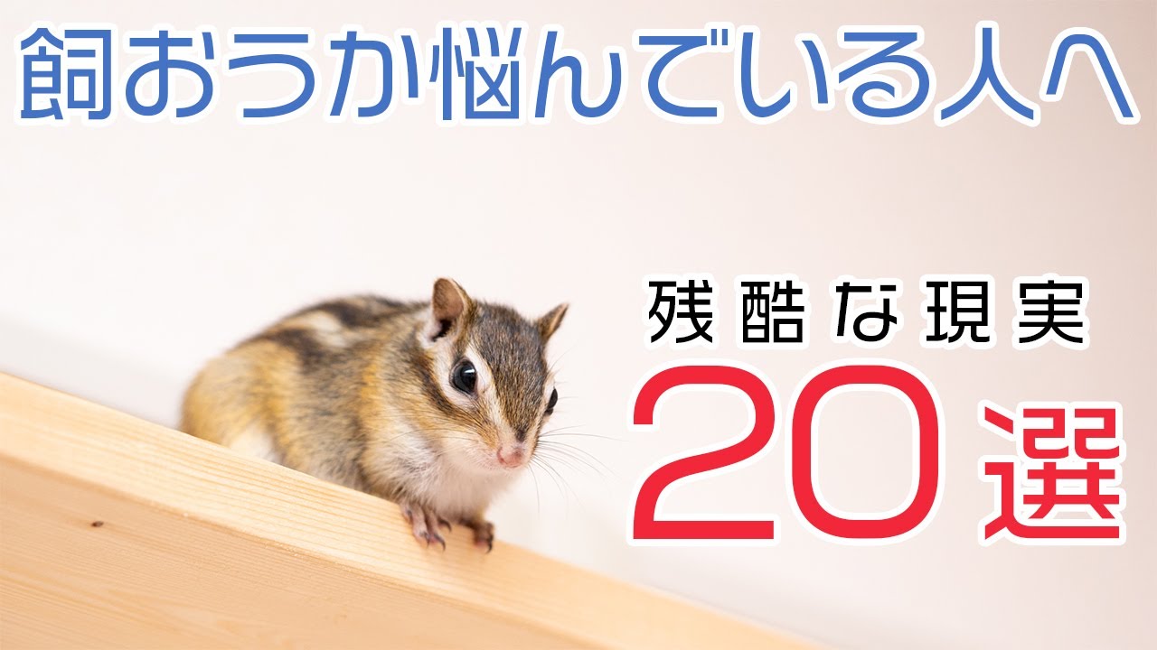 シマリスを飼おうか悩んでいる人へ伝えておきたい20の現実