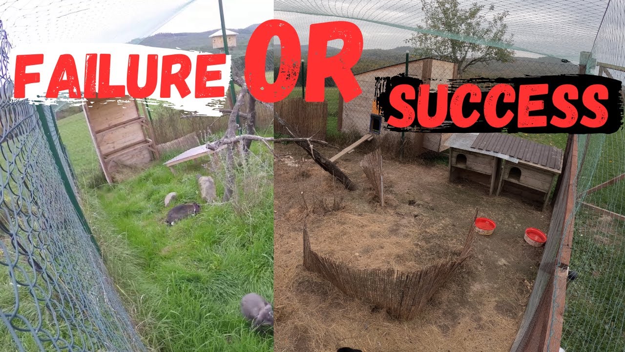 What's Happening in My Rabbit Colony After 2 Weeks?