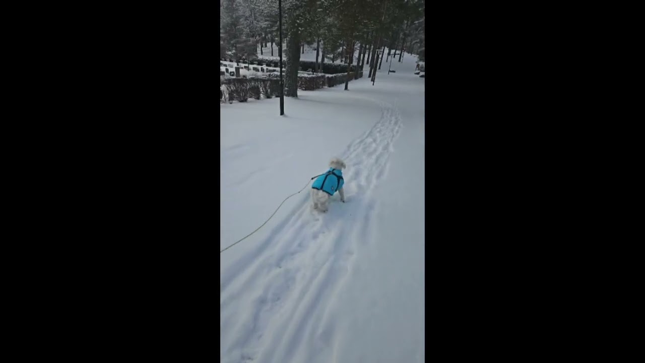 Gizmo 2026
