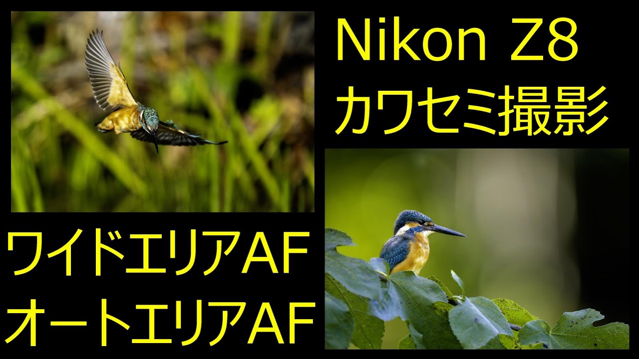 Nikon Z8   カワセミ撮影　ワイドエリアAF   オートエリアAF  検証