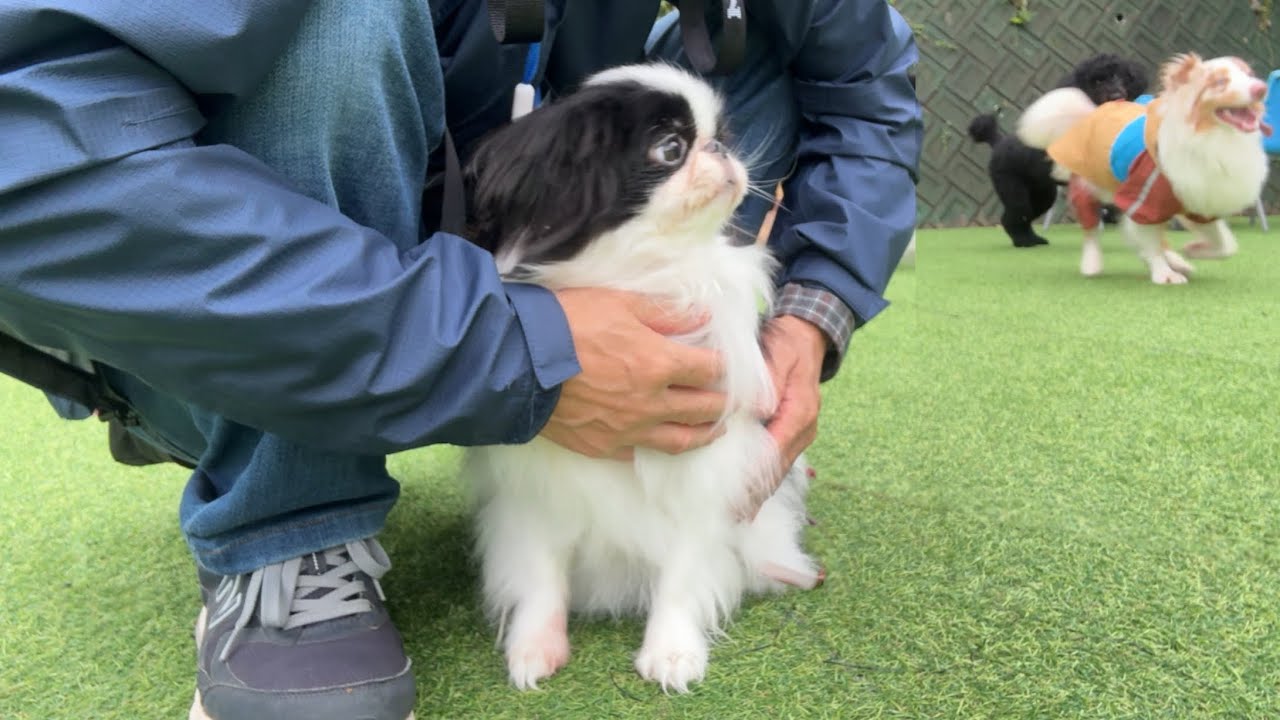 【衝撃】楽しいドッグランのはずが、固まる狆犬...一体何が？