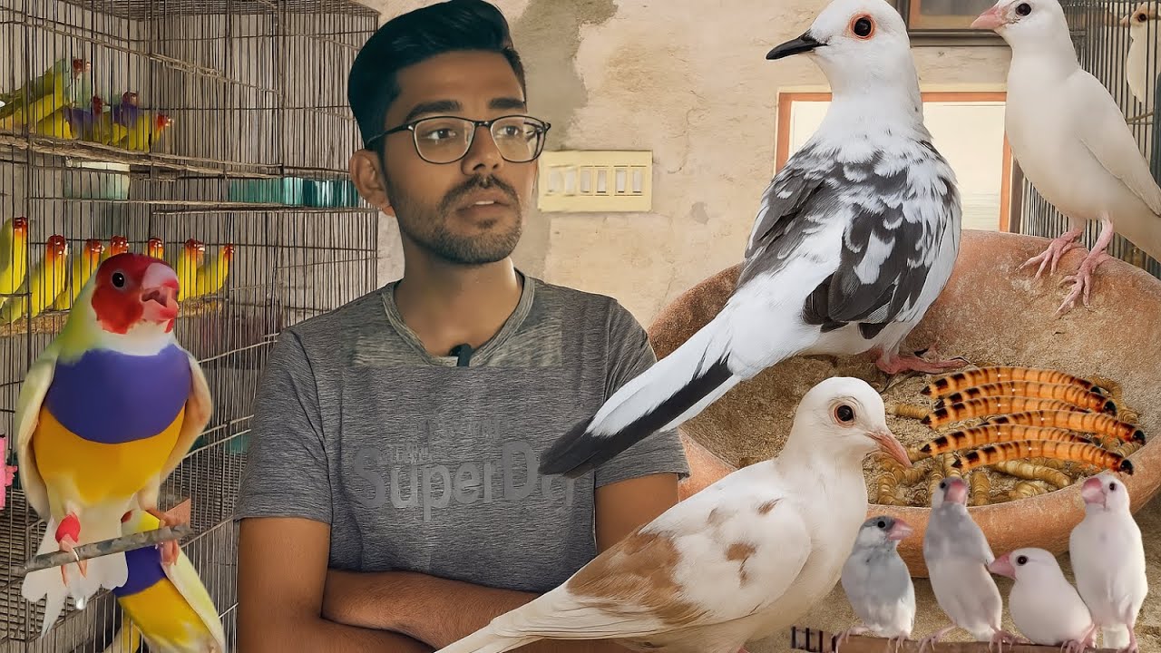 Rare Birds Breeding Setup | Colorful Finches & Doves Collection