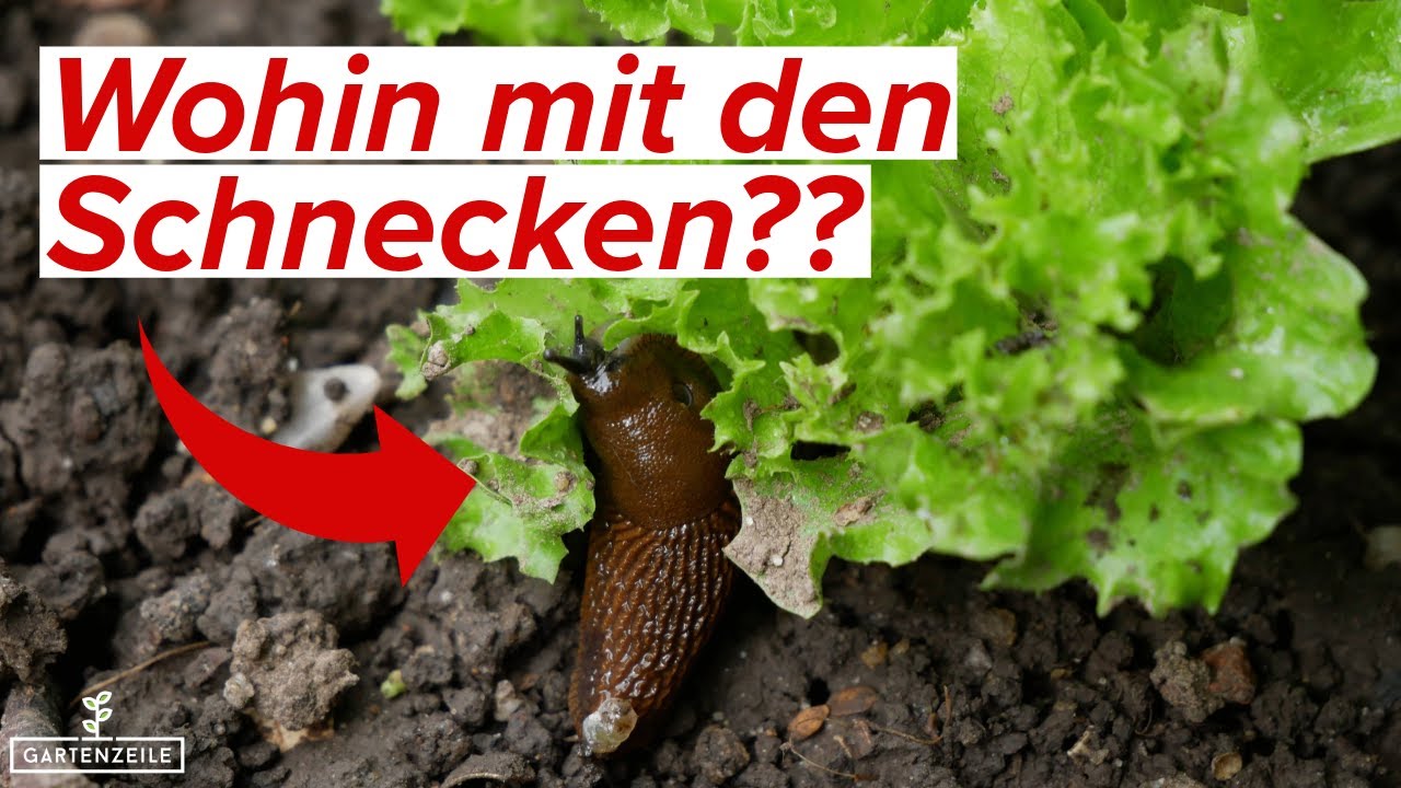 Wohin mit den abgesammelten Schnecken?