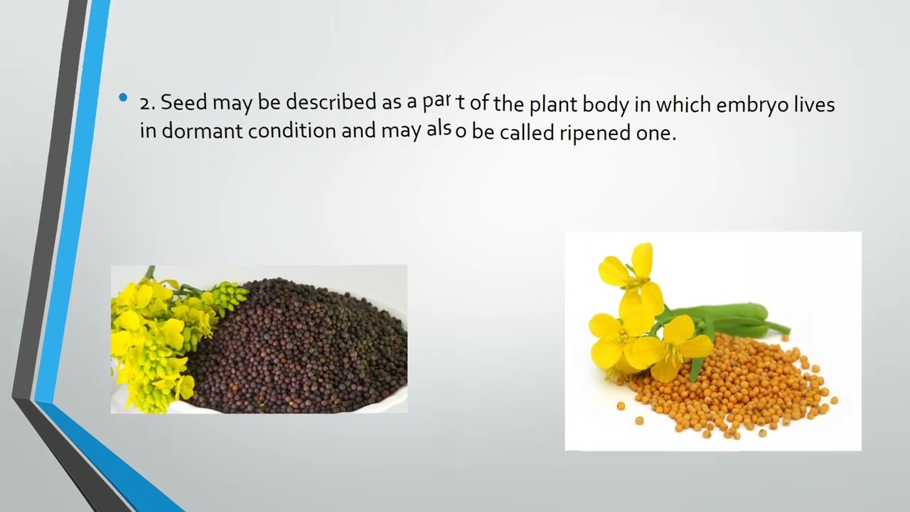 BIOLOGY PRACTICAL X # MUSTARD FLOWER 