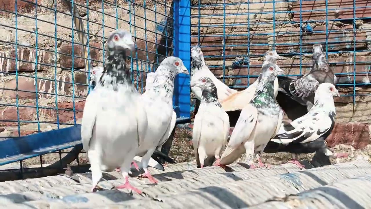 Pure Andhra kalsira pigeon Available contact me 8240605606 #pigeon #shortvideo #kabootar 