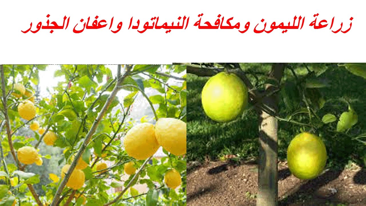 زراعة الليمون ومكافحة النيماتودا واعفان الجذور