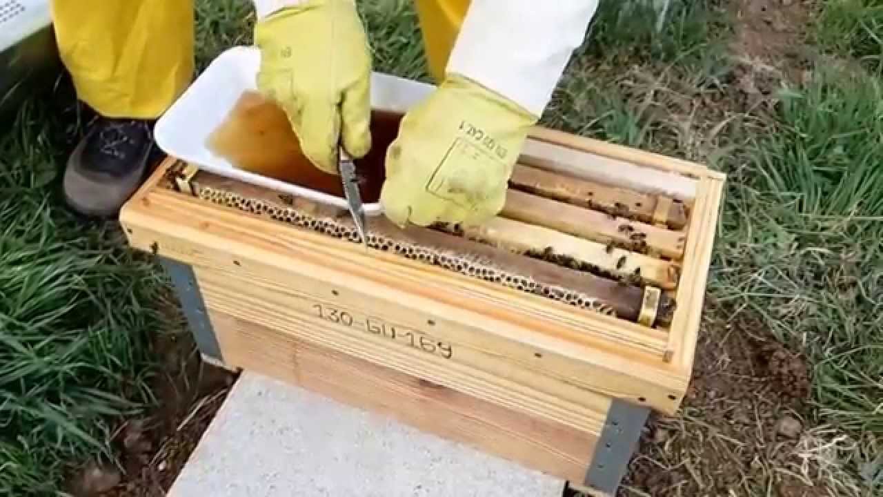 Creación de núcleo de abejas